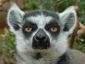 Lemur_3.jpg